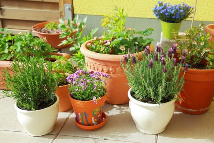 Small herb and flower garden built on terrace or roof
