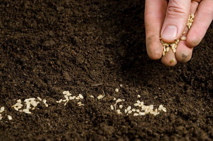 Closeup of a males hand planting seeds
